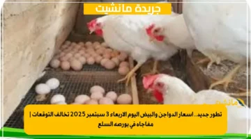 تطور جديد.. أسعار الدواجن والبيض اليوم الأربعاء 3 سبتمبر 2025 تخالف التوقعات مفاجأة في بورصة السلع 1